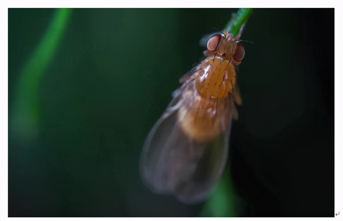 防蝇防鼠防蟑螂措施,如何防鼠防虫害