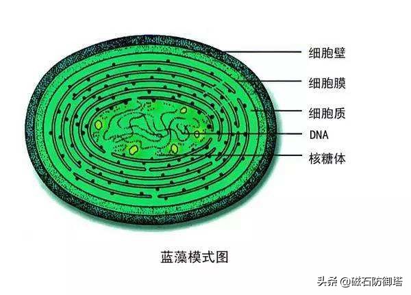 怒放的生命从蓝藻开始——植物篇