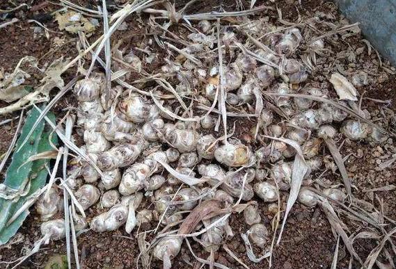 怎样让姜快速发芽做盆栽,盆栽植物姜