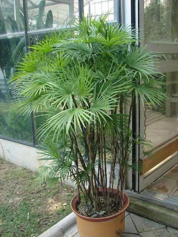 棕竹盆景造型,棕竹盆景的养法