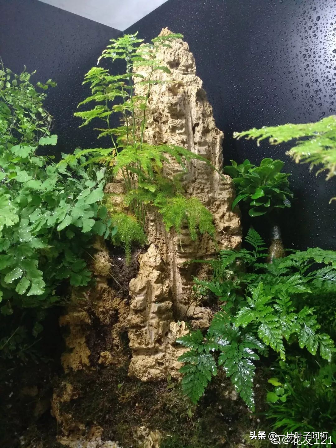 鱼缸不一定只能养鱼，养不活的花丢鱼缸里，沾水立马就疯长