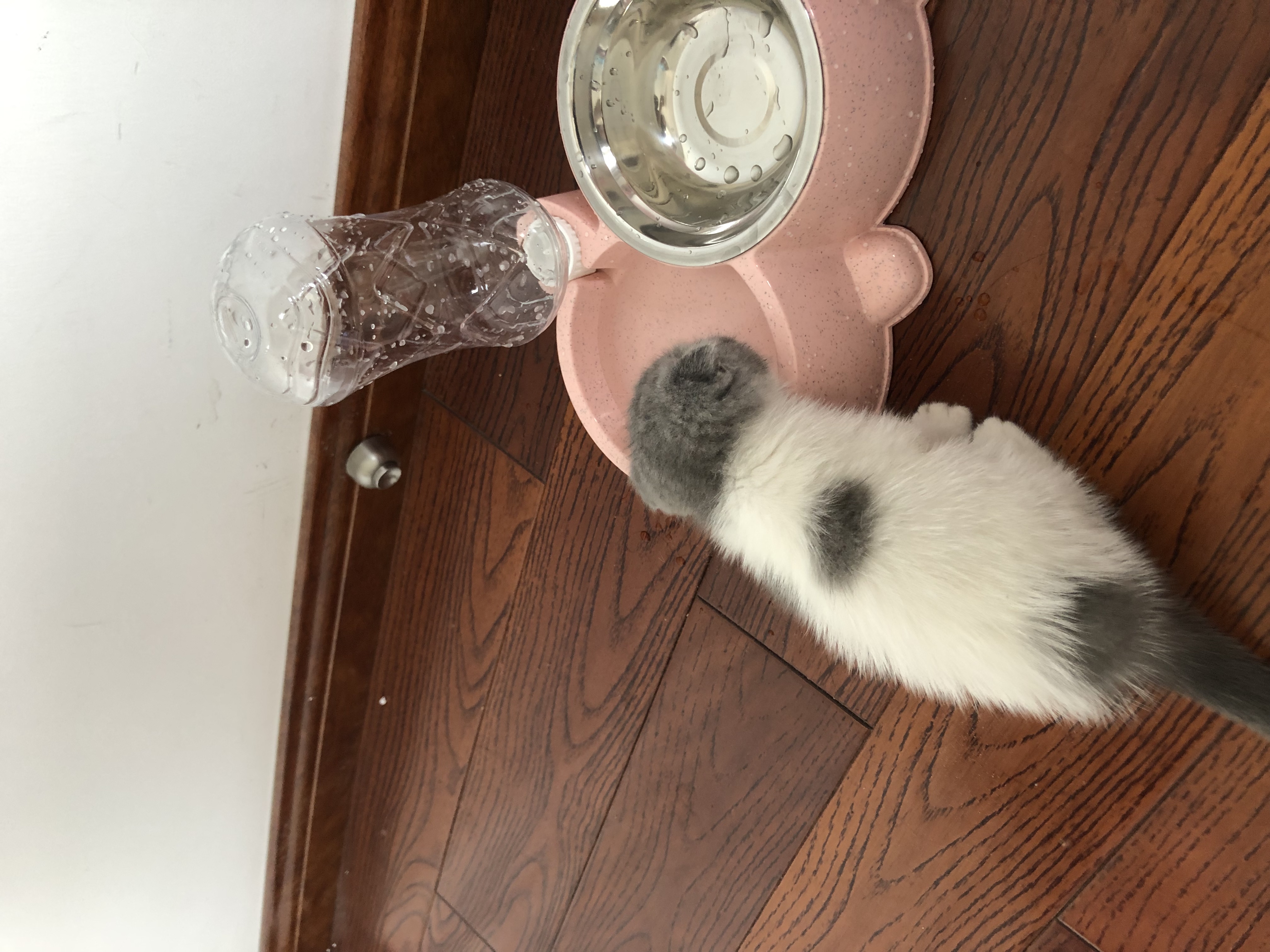 猫又脏又臭为什么还要养猫,猫很臭吗