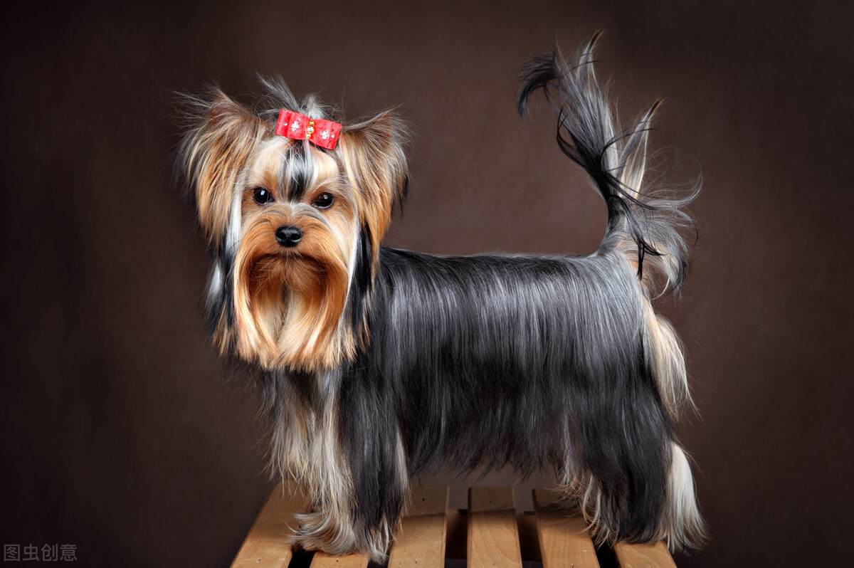 约克夏拉稀又吐什么原因,约克夏拉稀抖动怎么办