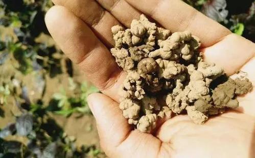 土壤雨后板结如何给土壤松土,土壤板结自制肥料松土