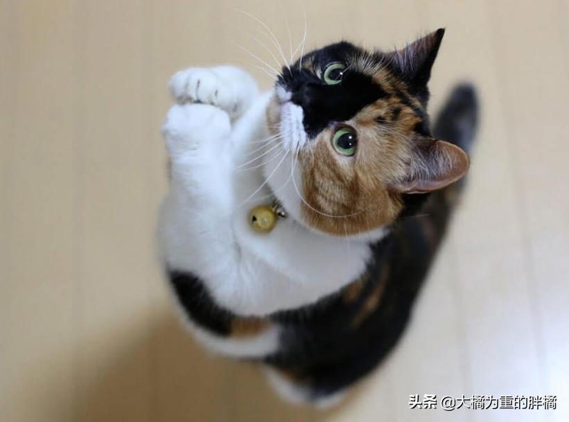 没到饭点就饿怎么回事,没到饭点肚子饿怎么办