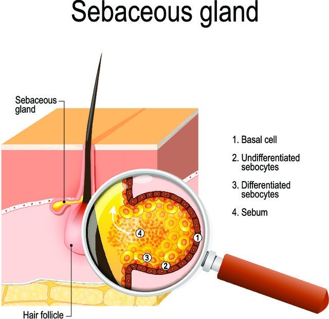 所谓收缩毛孔真的有用吗原理是啥,收缩毛孔的十大误区
