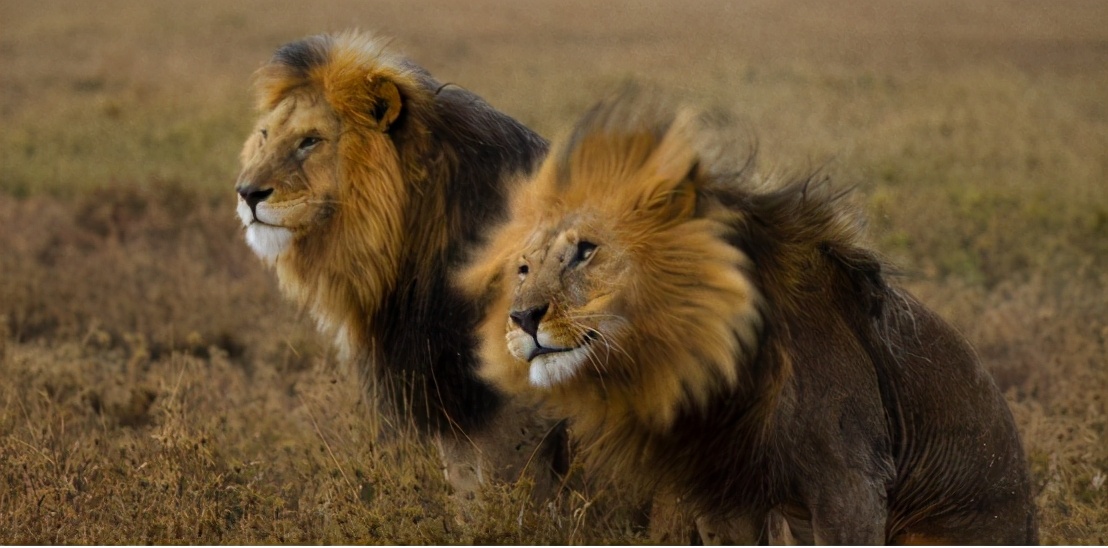 去非洲草原，要怎么做，才能不被狮子吃掉？