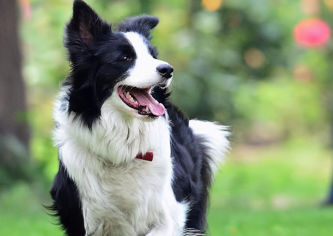 第一次养狗为什么不养大型犬,第一次养狗为什么不建议养边牧