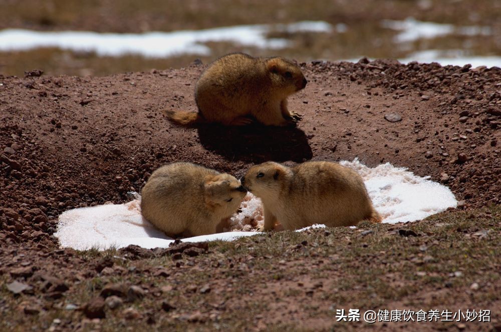旱獭好养活吗可以做宠物养吗,旱獭养得熟吗