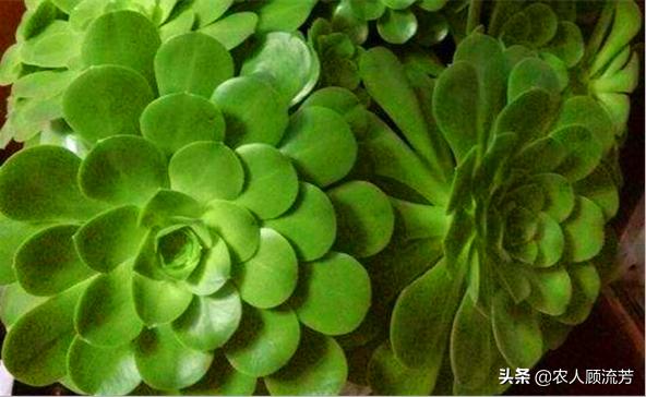 玉龙观音多肉植物品种大全,玉龙观音多肉怎么长得快