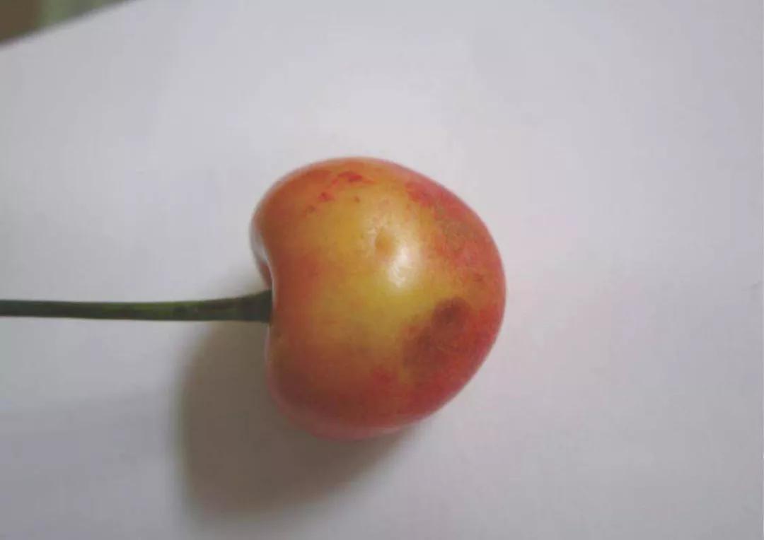 樱桃叶子上的病害有哪几种,樱桃叶子尖发黄是什么病害