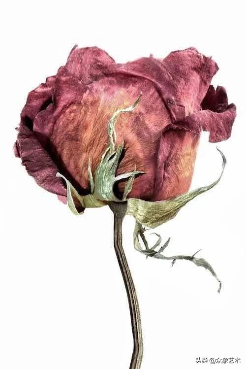 如何制作干花片,如何制作干花花束