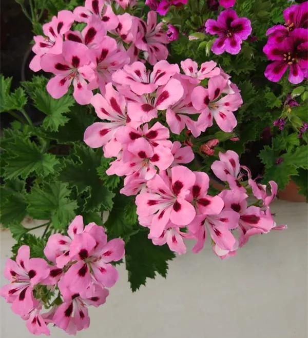 10种天竺葵,天竺葵100种图片大全