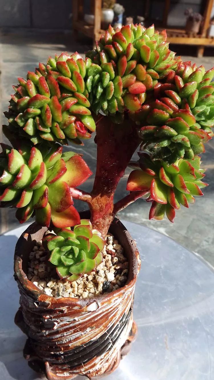 爱机车,爱多肉,宝妈花姐的诗和远方