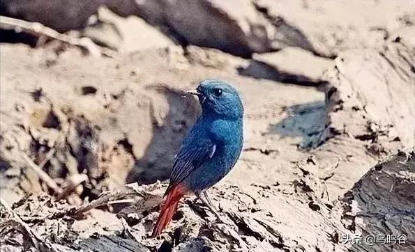 看图识鸟图片及答案,看图识鸟软件哪个好用