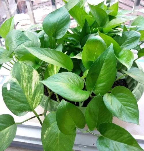 扦插的绿萝怎么才能快速爆盆,绿萝扦插方法和注意事项