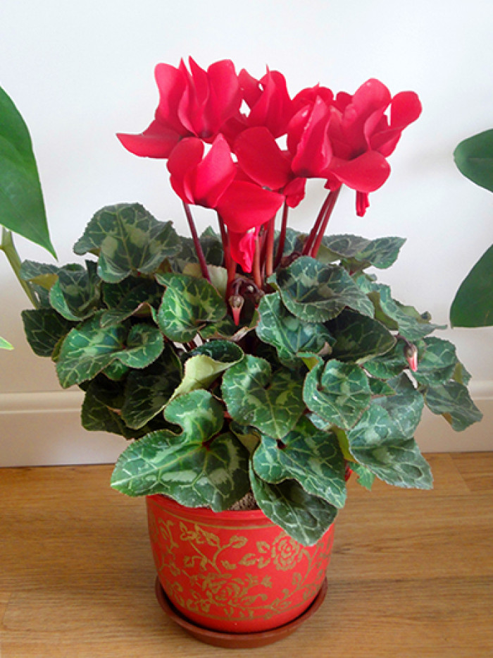 人养花一时养人一生,人养花同时花也养人