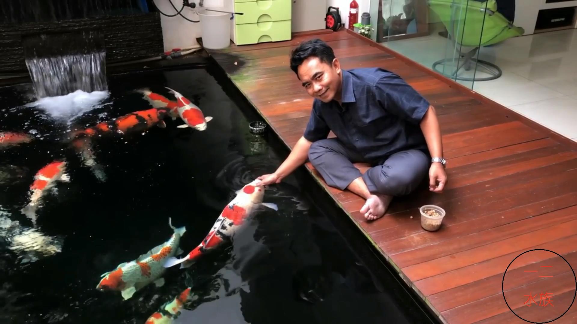 可以和金鱼混养的冷水鱼,热带鱼和金鱼混养会有什么后果