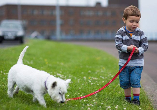 狗狗地位太低怎么提高,狗狗的地位问题