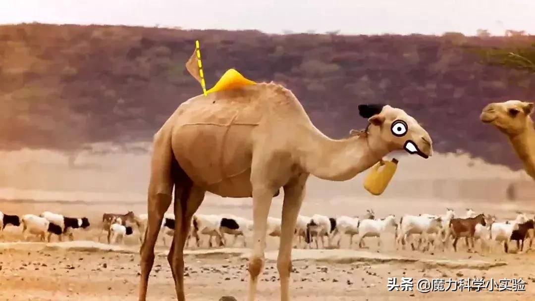原来骆驼驼峰里的不是水,而是其他物质,那水藏哪去了?