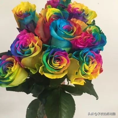 最好的进口玫瑰,进口玫瑰品种