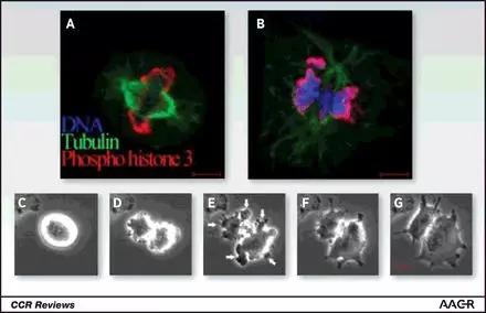 癌细胞电场疗法,内置电场杀死癌症细胞