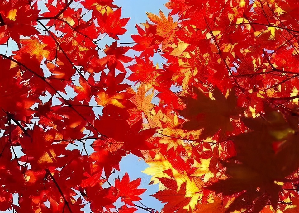 离婚后父母总催着再婚,离婚了父母总是怨恨我