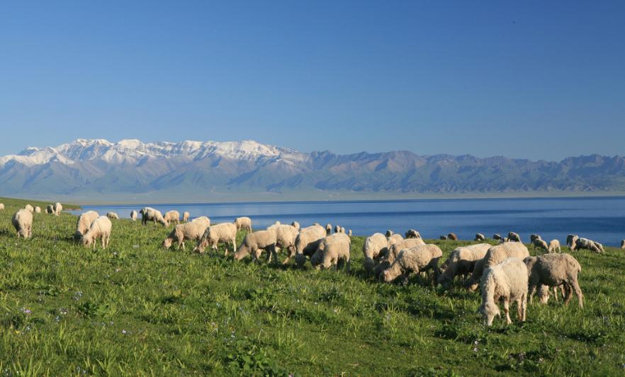 补水保湿绵羊油,绵羊油嫩滑