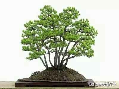 松树在水旱丛林盆景创作中的运用 (松树丛林盆景经典之作)