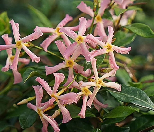 风车茉莉黄色白色粉色,黄风车茉莉和白风车茉莉区别