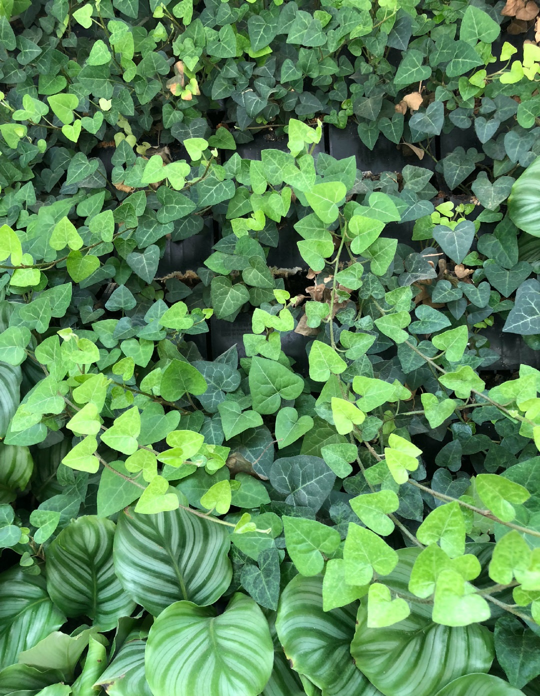 房间里有甲醛用什么植物好,甲醛克星第一名植物