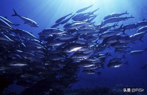 鱼油epa和dha哪个能抗炎症,每100克鱼油含epa和dha