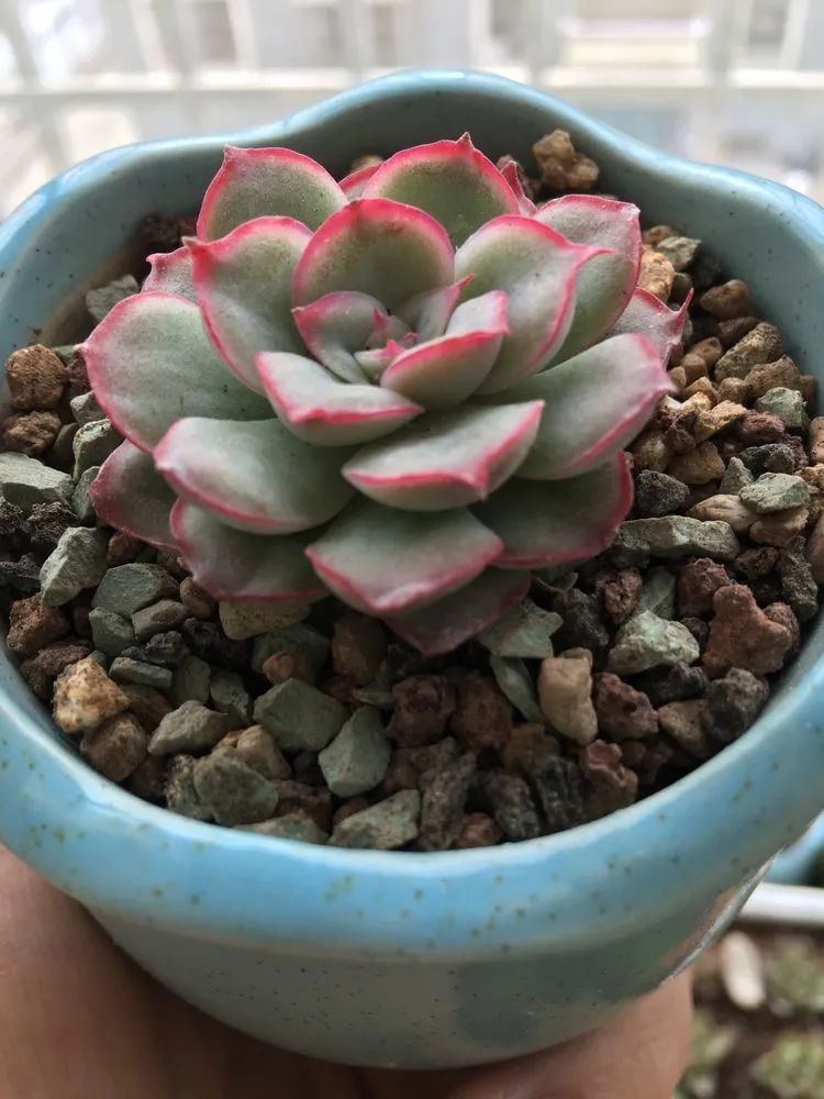 多肉新年寄语,养多肉七八年用心沉淀静待花开