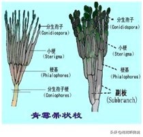 真菌结构图手绘简单清晰,真菌结构和功能的基本单位是什么