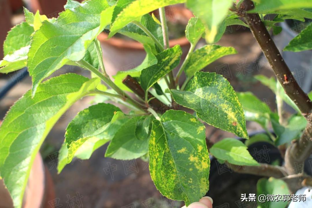 苹果花叶病毒病防治,怎么预防苹果花叶病