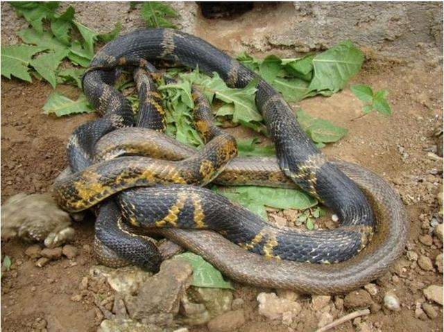 看见两条蛇缠在一起，特别不吉利，我碰见过，然后就病了