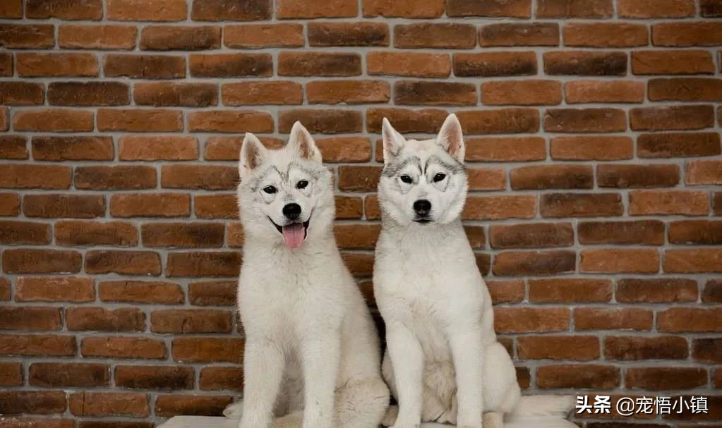 不同品种的狗狗可以交流吗,不同品种的狗狗可以在一起相处吗