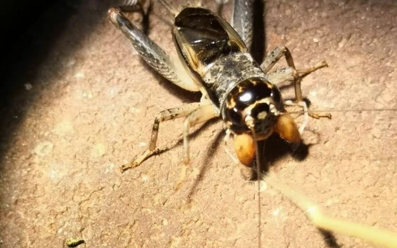 养蛐蛐赚100万,卖蛐蛐怎么赚钱的