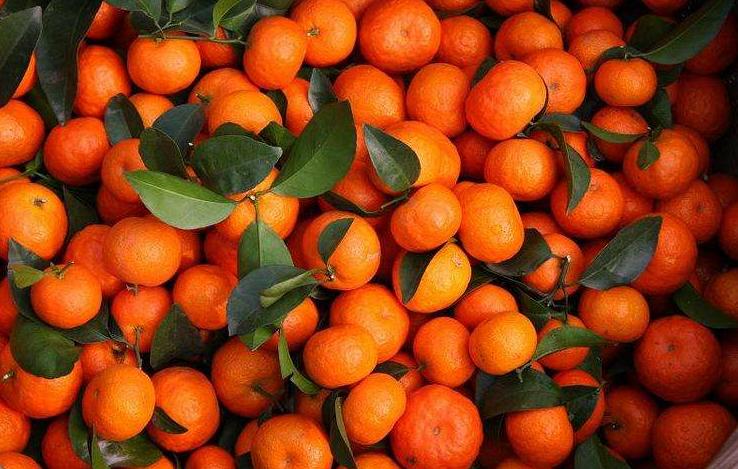 什么季节的沙糖桔便宜又好吃,买沙糖桔
