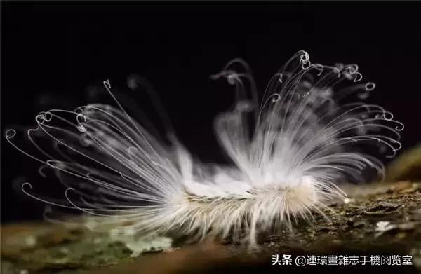 这60种罕见动物你见过几个,60种灭绝的动物