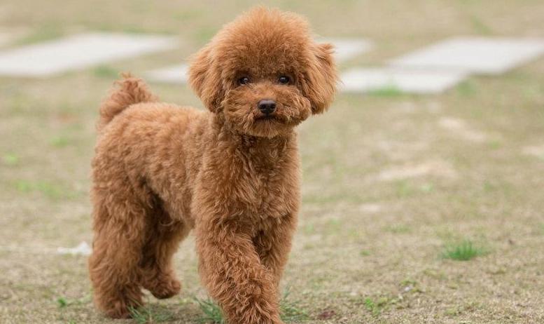 泰迪身上有螨虫的表现,泰迪出现哪些症状