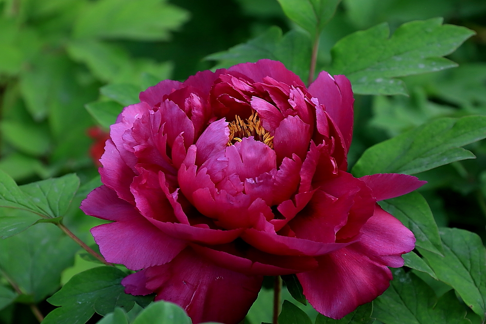 洛阳牡丹；青山吹奏-《谁不说俺家乡好》半音阶口琴演奏