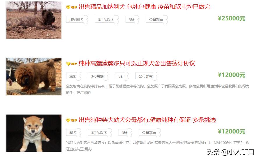 生活中常见的十种宠物狗，你认识多少？小白科普贴