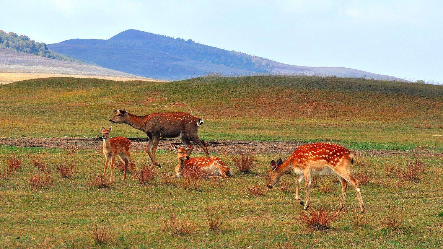 梅花鹿的鹿茸砍掉会死吗,鹿茸割了梅花鹿会受影响吗