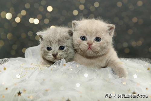 猫咪刚生下来不洗澡容易得猫癣吗,怎么避免刚出生猫咪得猫癣