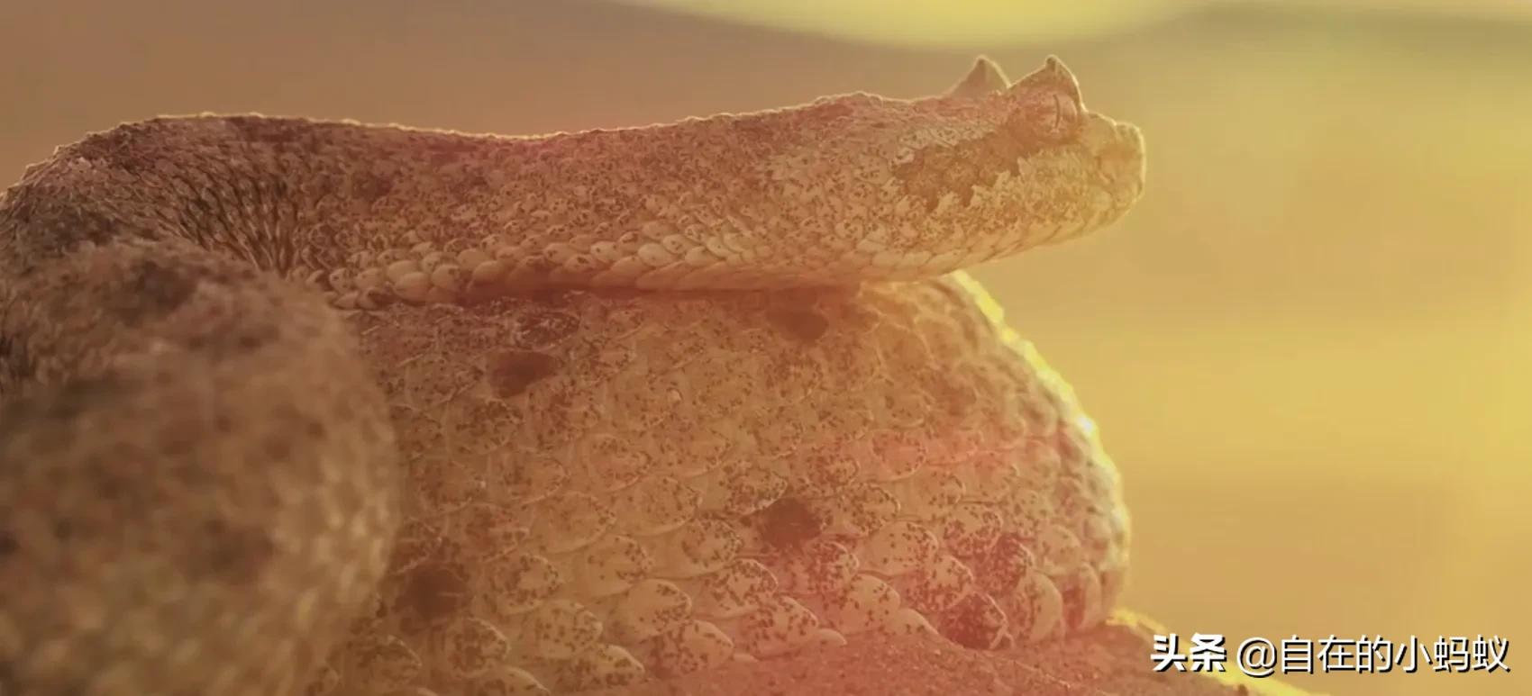 一生不喝水，却活成沙漠里的魔鬼蛇，爬行方式太优美毒蛇响尾蛇