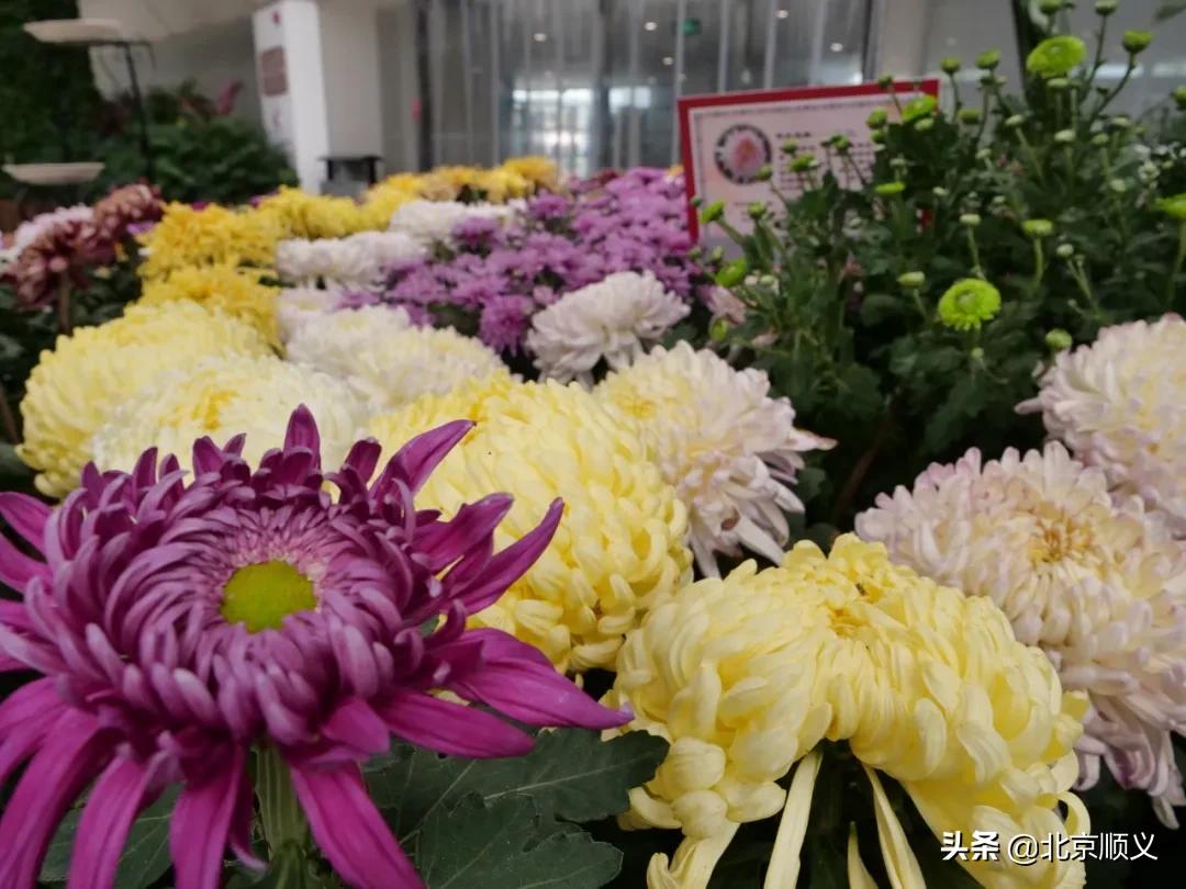 国庆节赏秋的好地方,北京国际鲜花港菊花展几月份最好