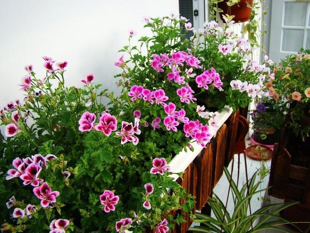 养花长虫子了,养花的水里有虫子怎么杀虫不伤花