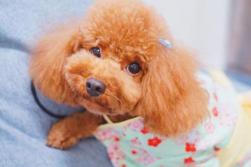 泰迪最怕的几种惩罚,对泰迪最有效的惩罚方法