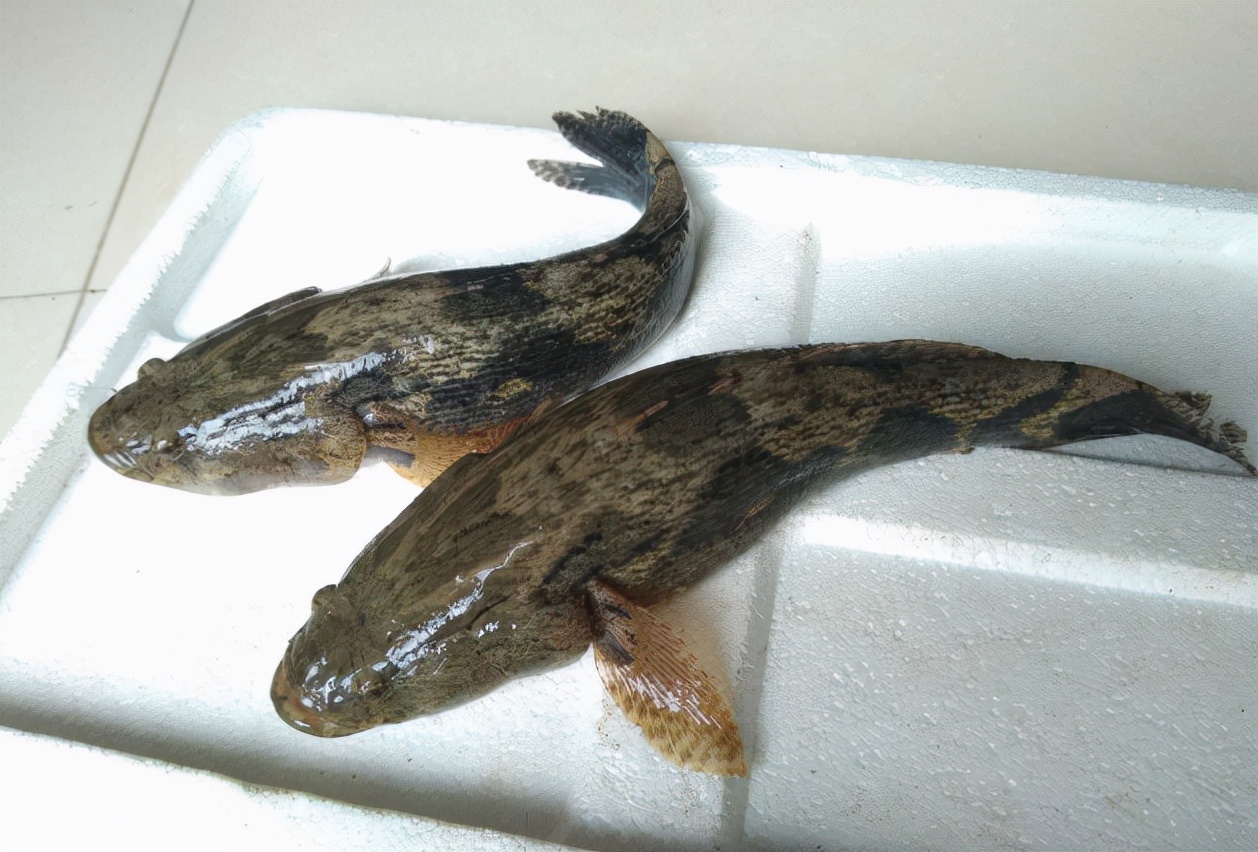 笋壳鱼为什么说是傻鱼,笋壳鱼是本土鱼吗